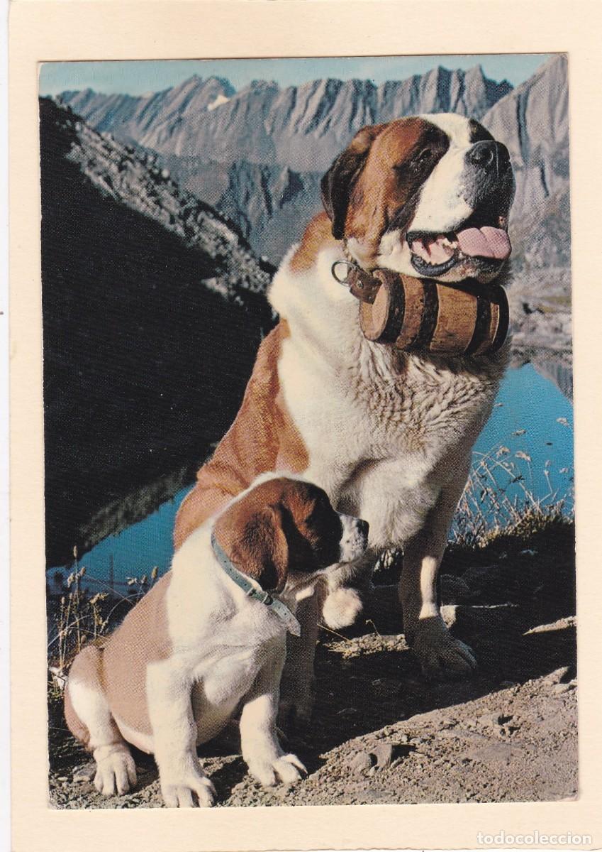 Postales: PERROS SAN BERNARDO - CHIENS DE L'HOSPICE DU COL-DU-GRAND-ST-BERNARD