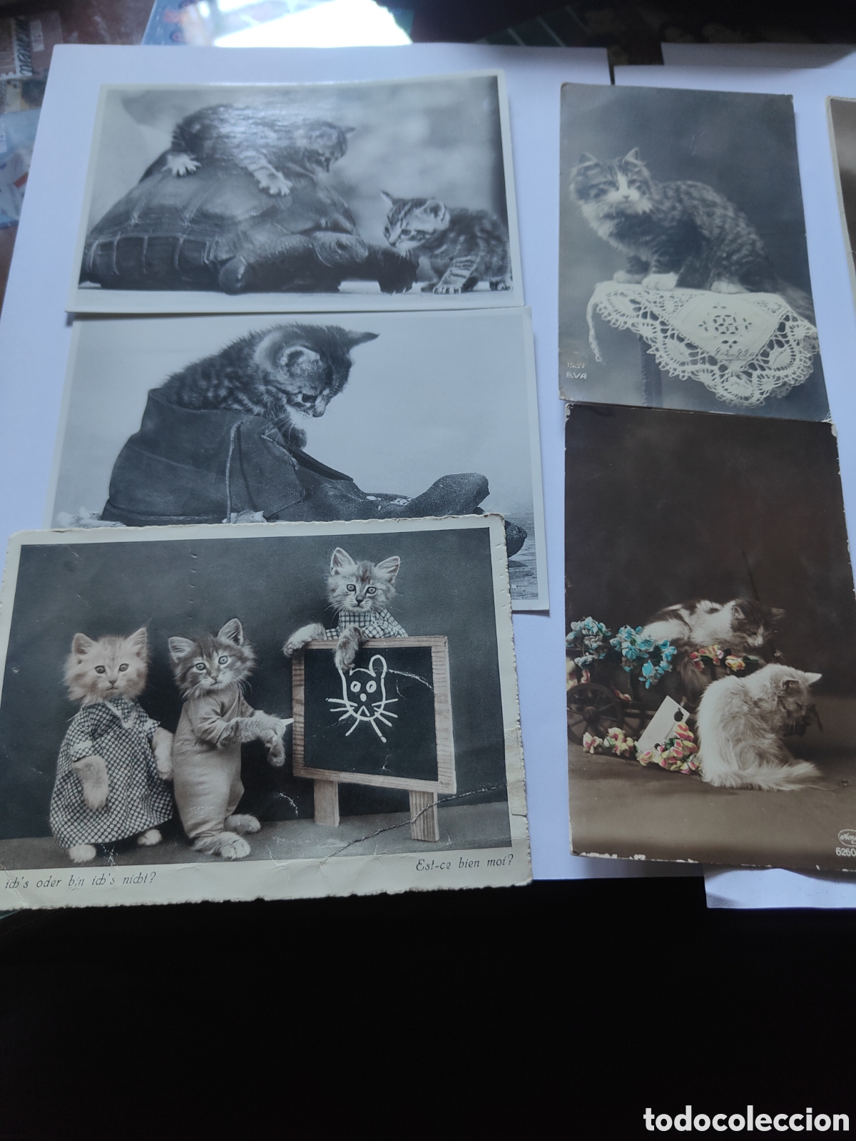 Postales: LOTE DE 8 POSTALES DE GATOS - Foto 3