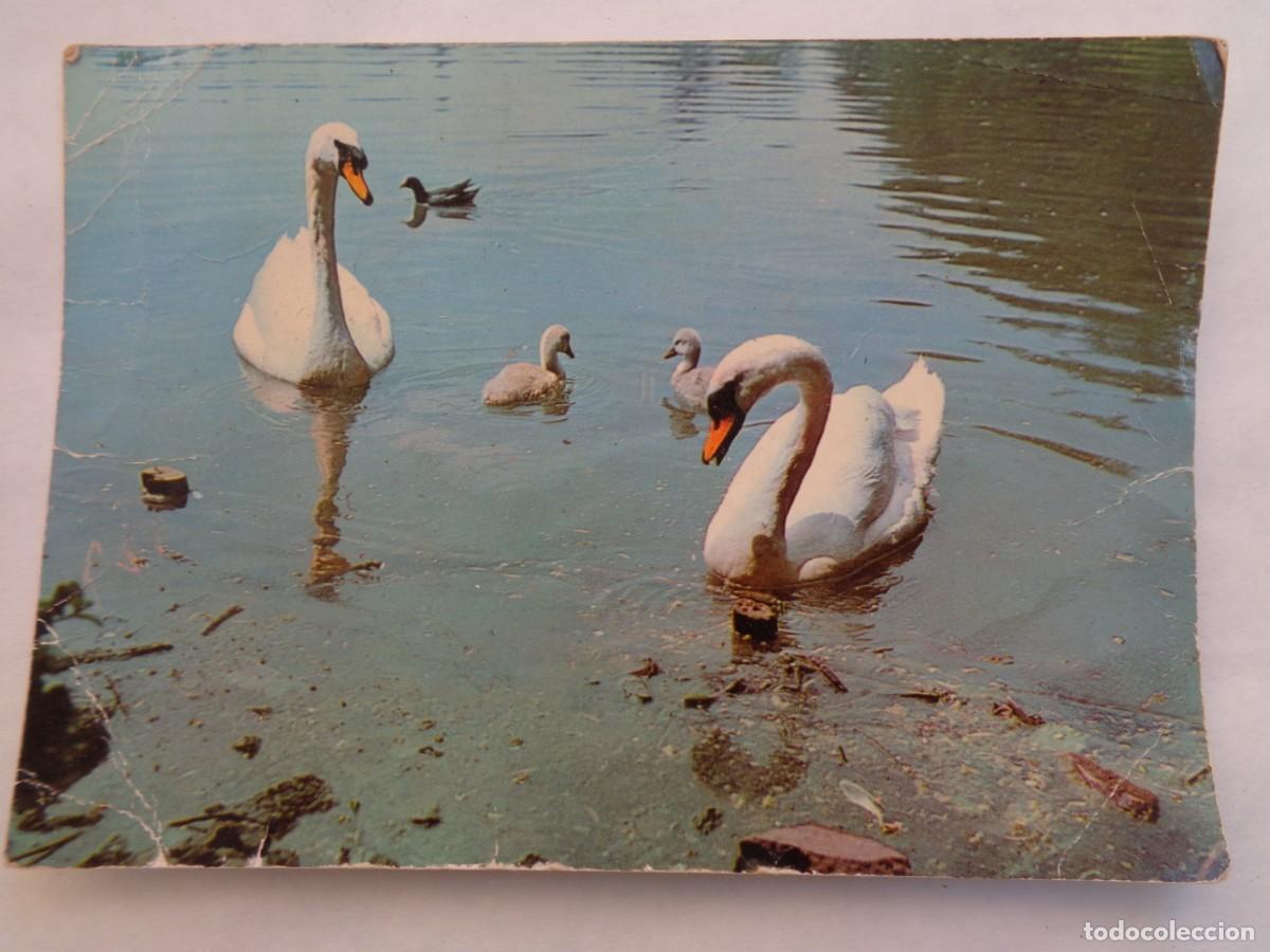 Postales: POSTAL DE ESTANQUE CON CISNES . A&Ntilde;OS 60