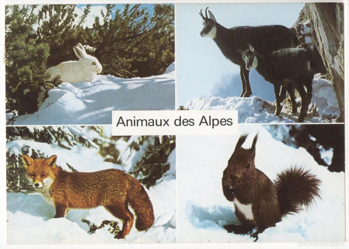 Postales: Animales de los Alpes-Escrita- - Foto 1
