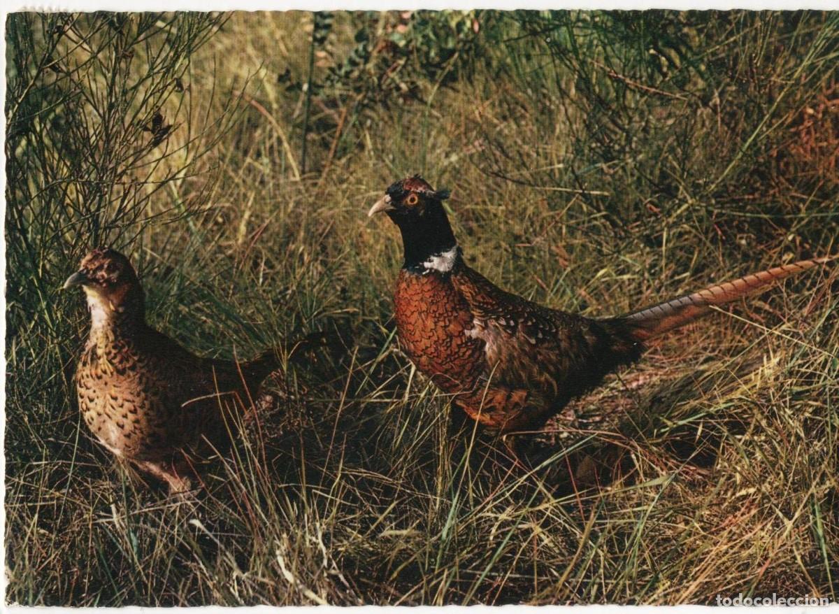 Postales: Fais&aacute;n macho y hembra-Escrita- - Foto 1