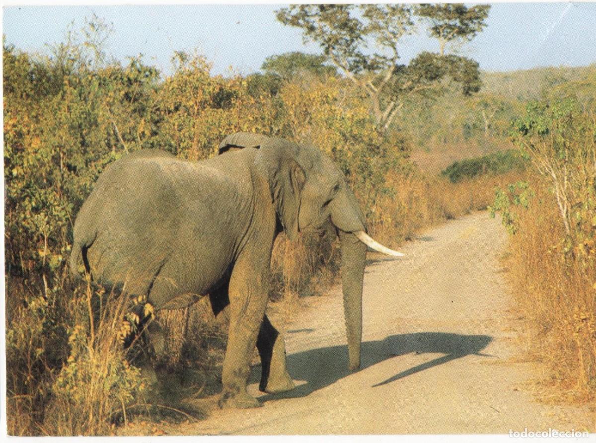 Postales: Elefante-Malawi-escrita--