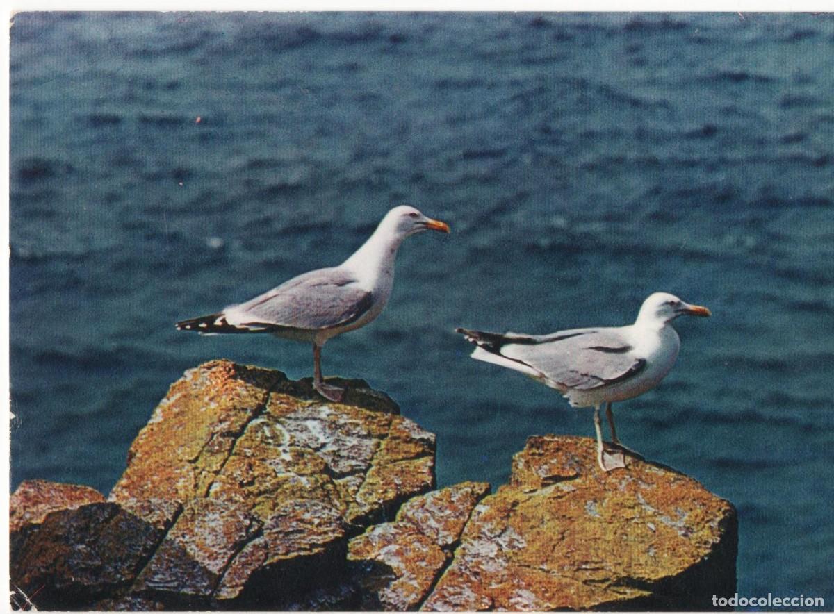 Postales: Gavi&oacute;n Atl&aacute;ntico-circulada- - Foto 1