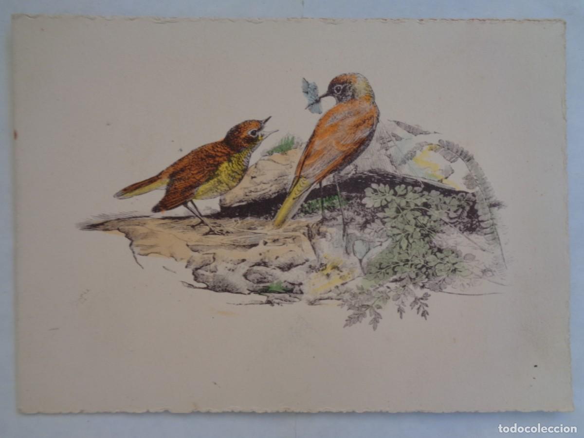 Postales: BONITA TARJETA DE FELICITACION CON DIBUJO DE PAJARITOS . A&Ntilde;OS 50