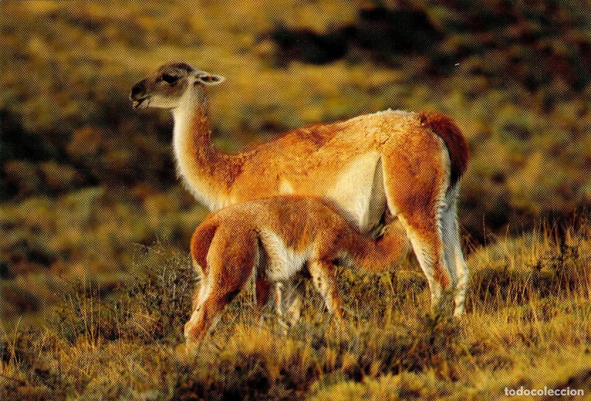 Postales: LOTE DE 6 POSTALES DE FAUNA - ANIMALES. (009)