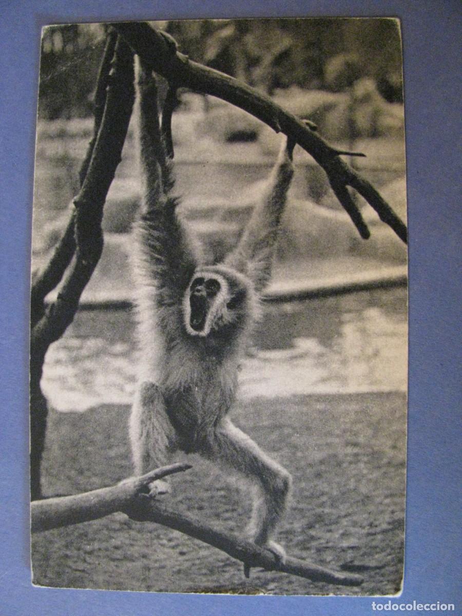 Postales: POSTAL DEL MUSEUM NATIONAL D'HISTOIRE NATURELLE. PARC ZOOLOGIQUE. PARIS. ESCRITA.