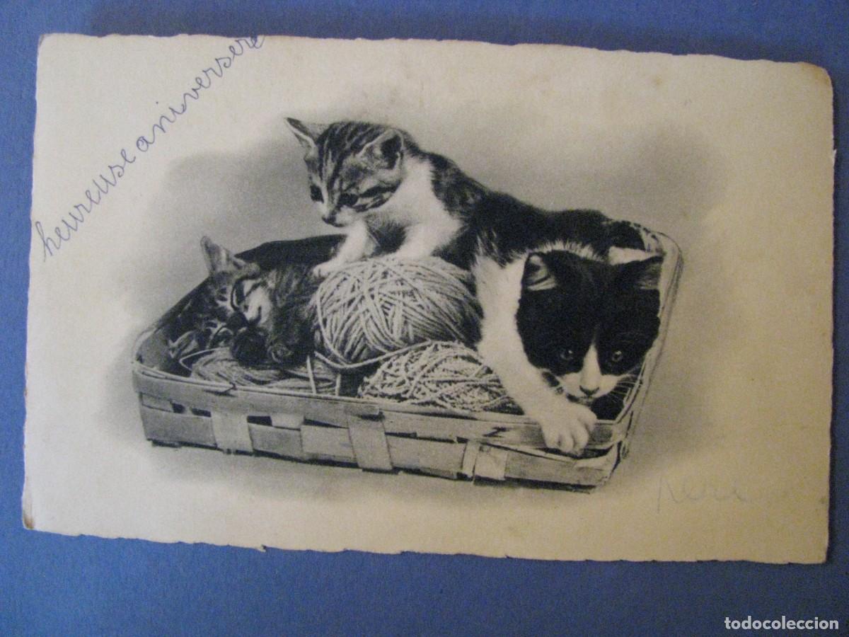 Postales: ANTIGUA POSTAL DE GATOS. M D. FRANCIA. ESCRITA.