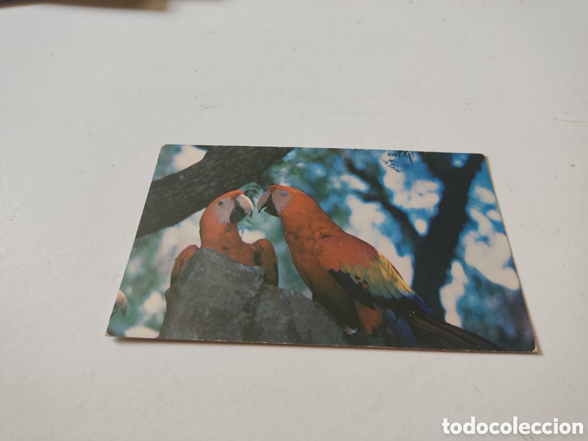 Postales: Postal guacamayos animales