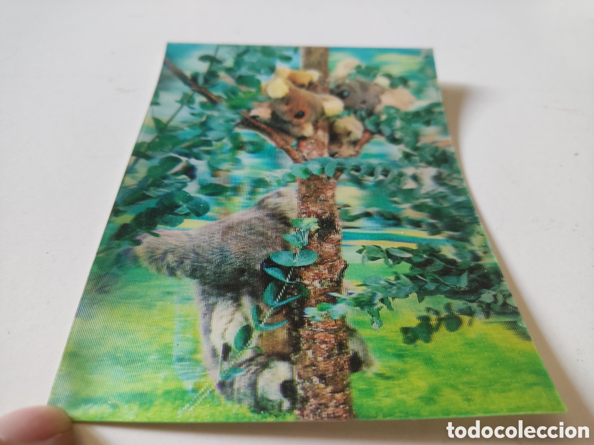Postales: Postal tres dimensiones Koalas - Foto 3