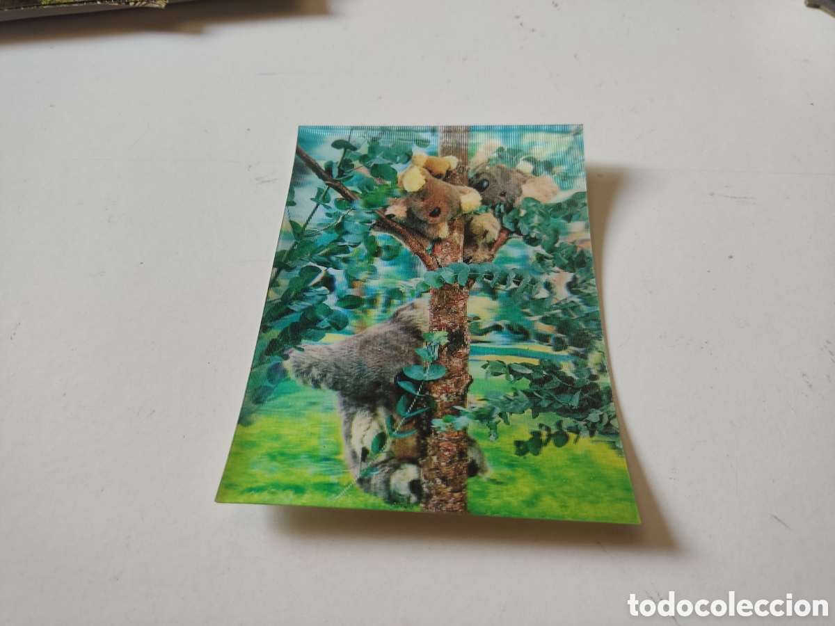 Postales: Postal tres dimensiones Koalas