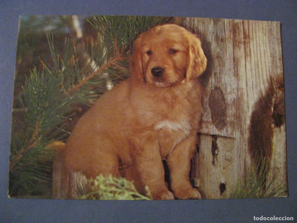 Postales: POSTAL DE UN PERRITO. C. Y Z. 6106-A. DESPEGADA.