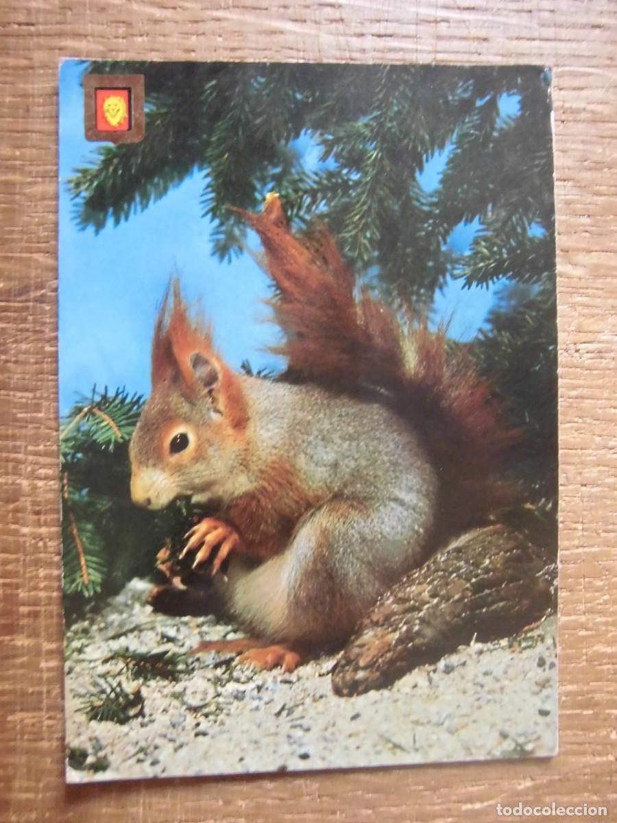 Postales: POSTAL N&ordm; 2 ANIMALES SALVAJES ESCUDO DE ORO