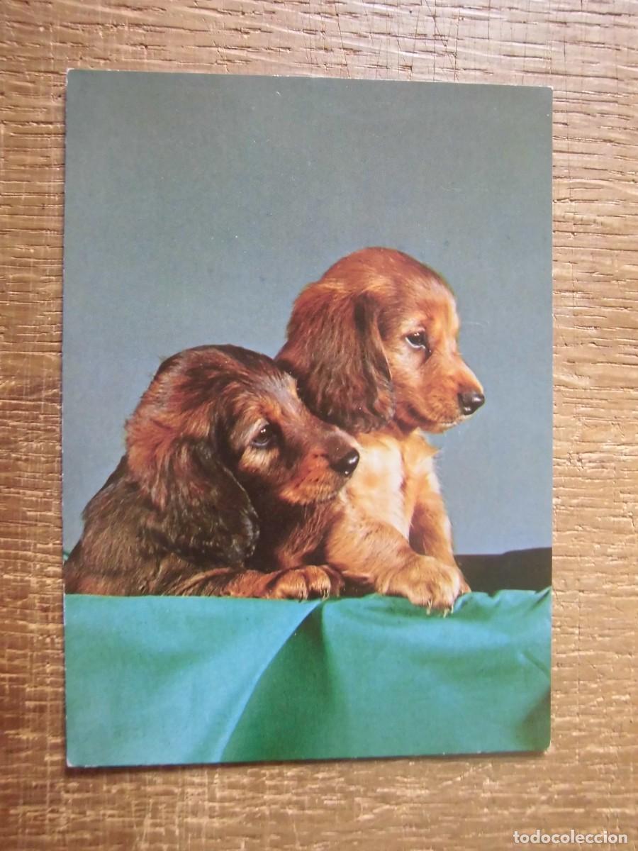 Postales: ANTIGUA POSTAL PERRITOS - Foto 1