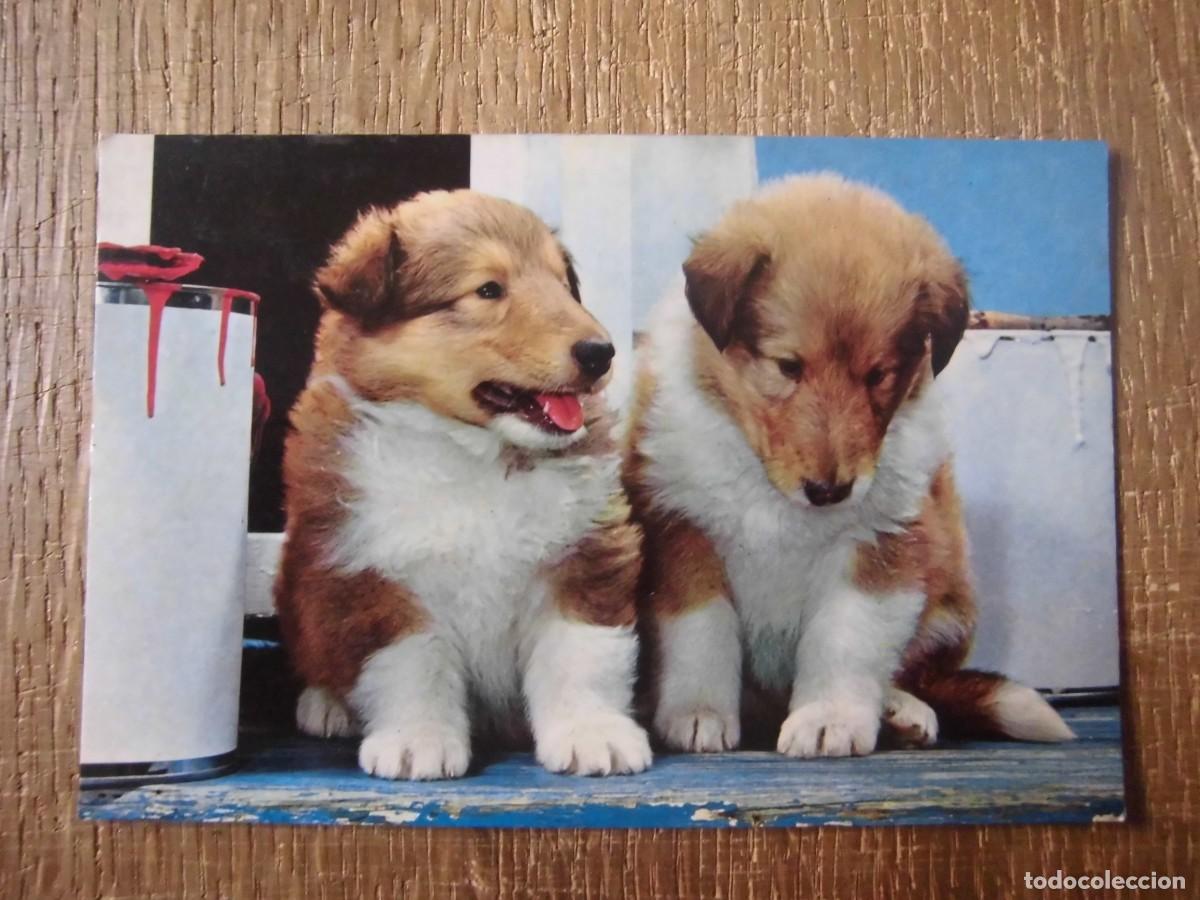 Cartes Postales: POSTAL 2013/4 POSTALES VIKINGO