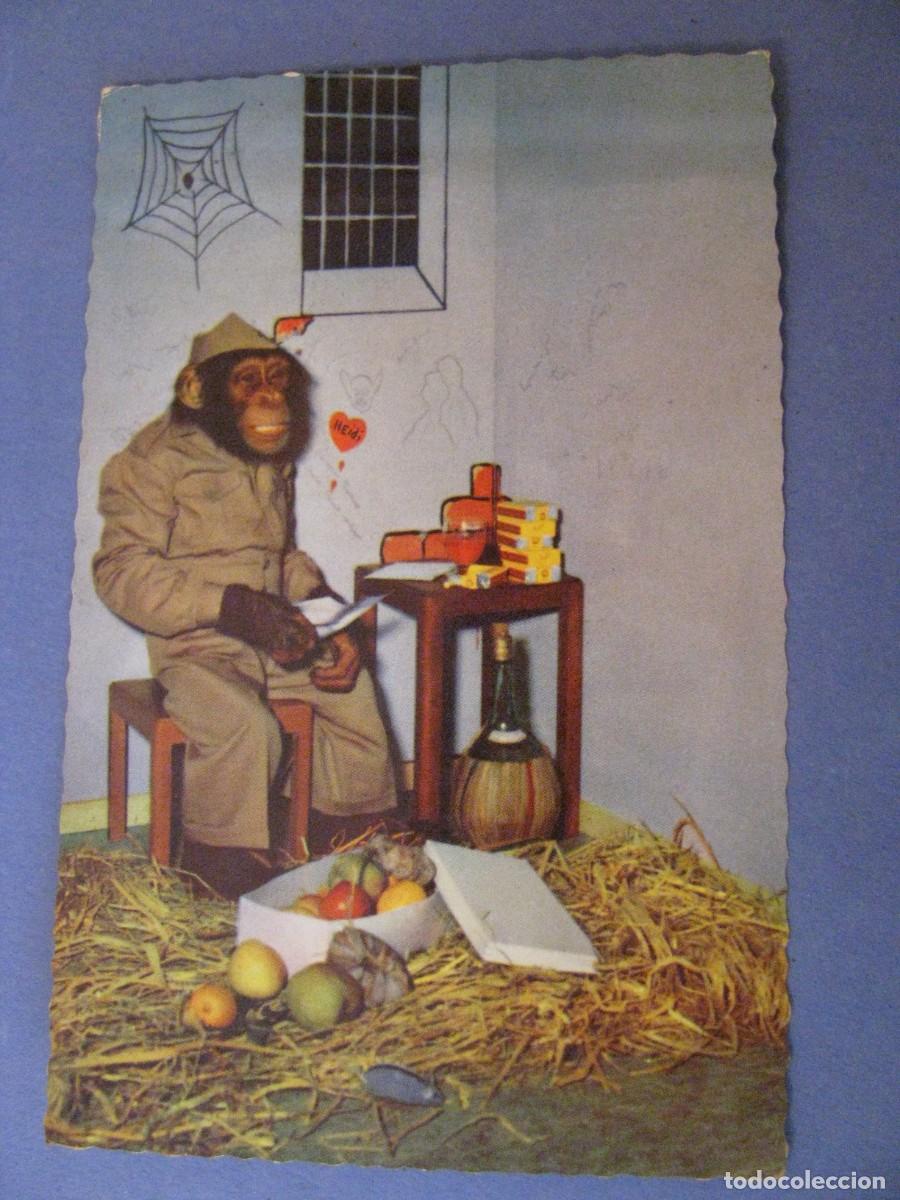 Cartes Postales: POSTAL DE UN MONO. SUIZA. CIRCULADA EN ALEMANIA A&Ntilde;OS 50.