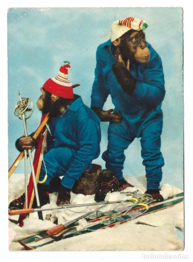 Postales: SERIE MONOS // CIRCULADA - Foto 1