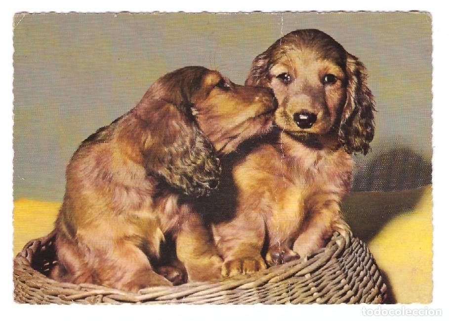 Postales: SERIE PERROS // SIN CIRCULAR - Foto 1