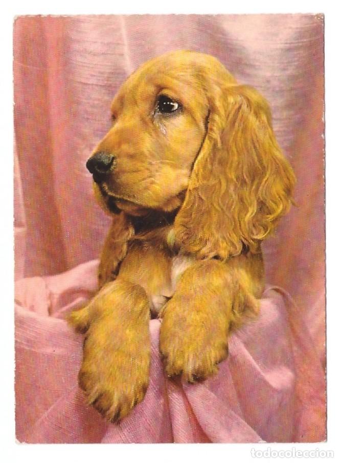 Postales: SERIE PERROS // CIRCULADA - Foto 1