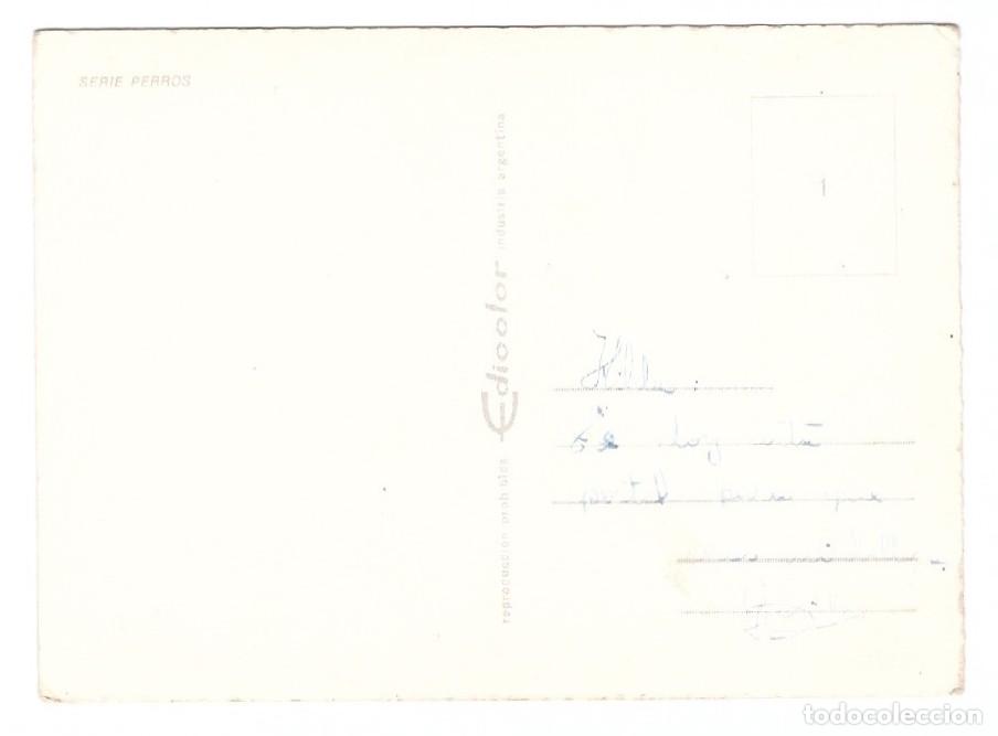 Postales: SERIE PERROS // CIRCULADA - Foto 2