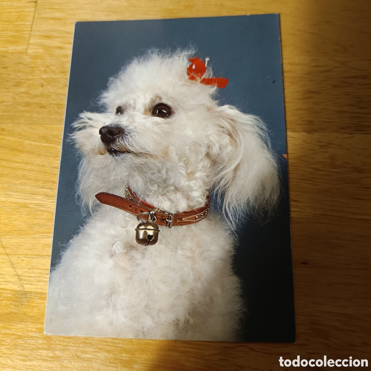 Postales: PERRO LACITO CASCABEL - HOENDERKAMP GORINCHEM HOLANDA - Foto 1