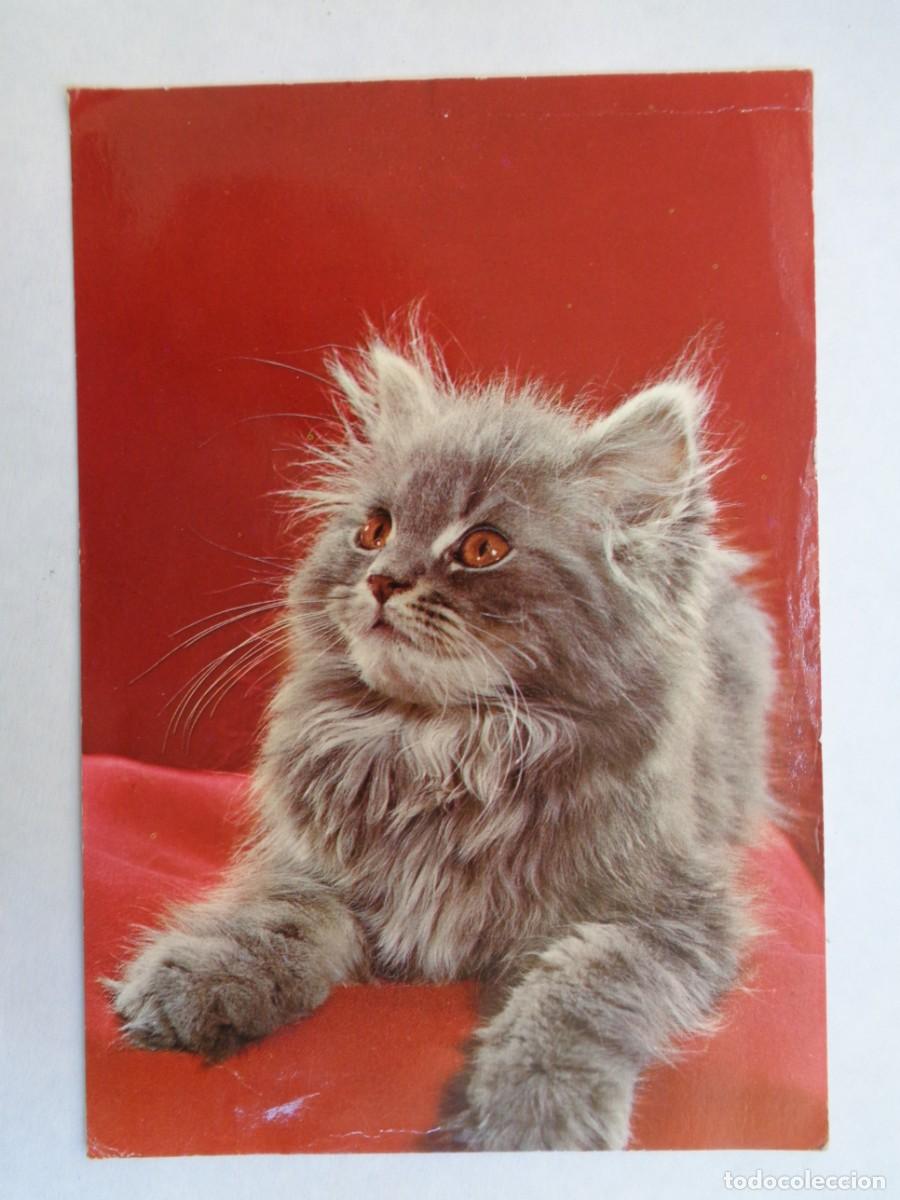 Postales: POSTAL DE GATO . A&Ntilde;OS 60 - Foto 1