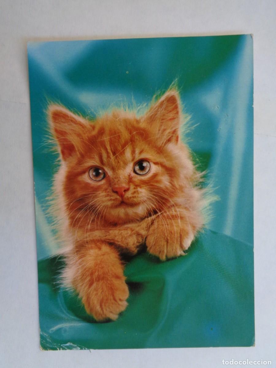 Cartes Postales: BONITA POSTAL DE UN GATO . A&Ntilde;OS 60