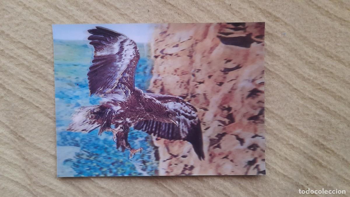 Postales: &Aacute;guila Real - postal 3D - Foto 1