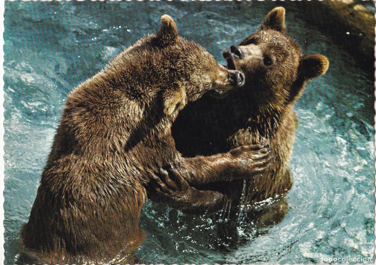 Cartes Postales: AUSTRIA, ALMTAT, PARQUE DE VIDA SILVESTRE &ndash; RASTL P 123 &ndash; S/C