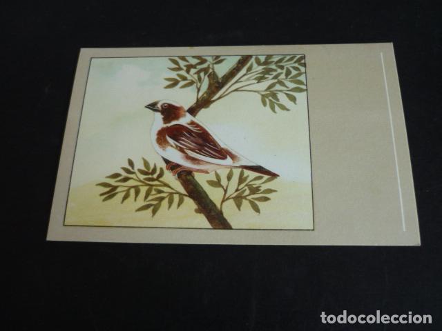 Postales: PAJARO POSTAL CROMOLITOGRAFICA - Foto 1