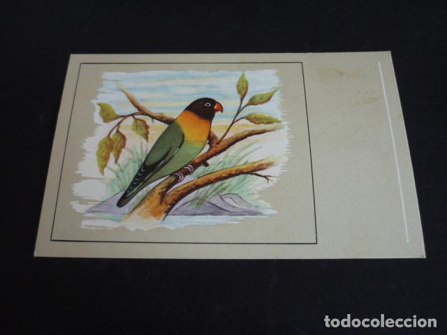 Postales: PAJARO POSTAL CROMOLITOGRAFICA - Foto 1