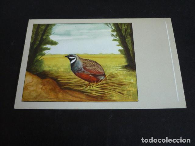 Postales: PAJARO POSTAL CROMOLITOGRAFICA - Foto 1