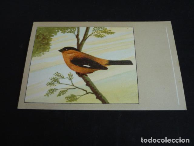 Postales: PAJARO POSTAL CROMOLITOGRAFICA - Foto 1