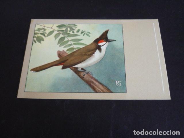 Postales: PAJARO POSTAL CROMOLITOGRAFICA - Foto 1
