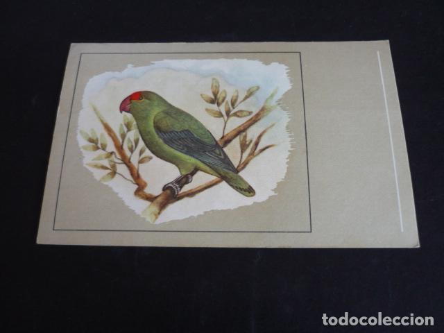 Postales: PAJARO POSTAL CROMOLITOGRAFICA - Foto 1