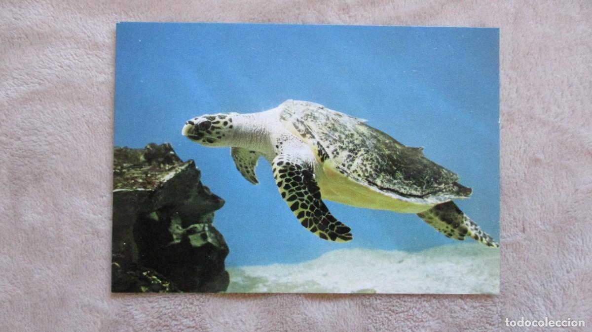 Cartes Postales: FAUNA MARINA - TORTUGA CAREY