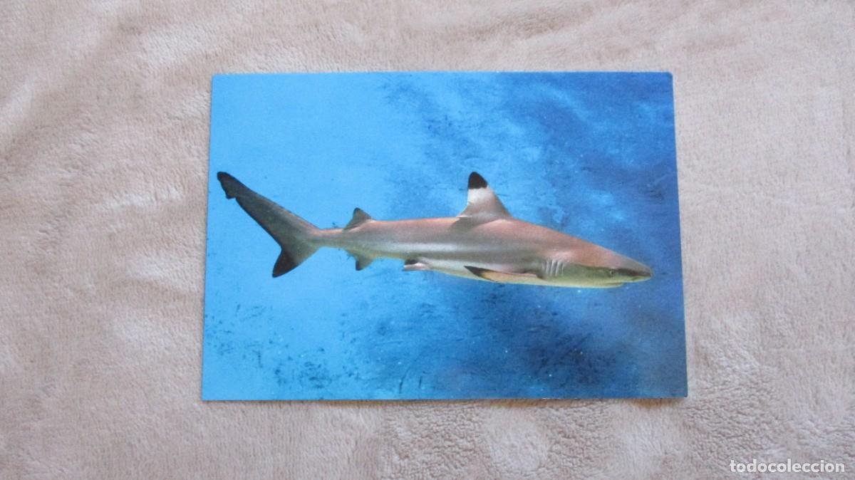 Postales: FAUNA MARINA - TIBUR&Oacute;N PUNTA NEGRA - Foto 1