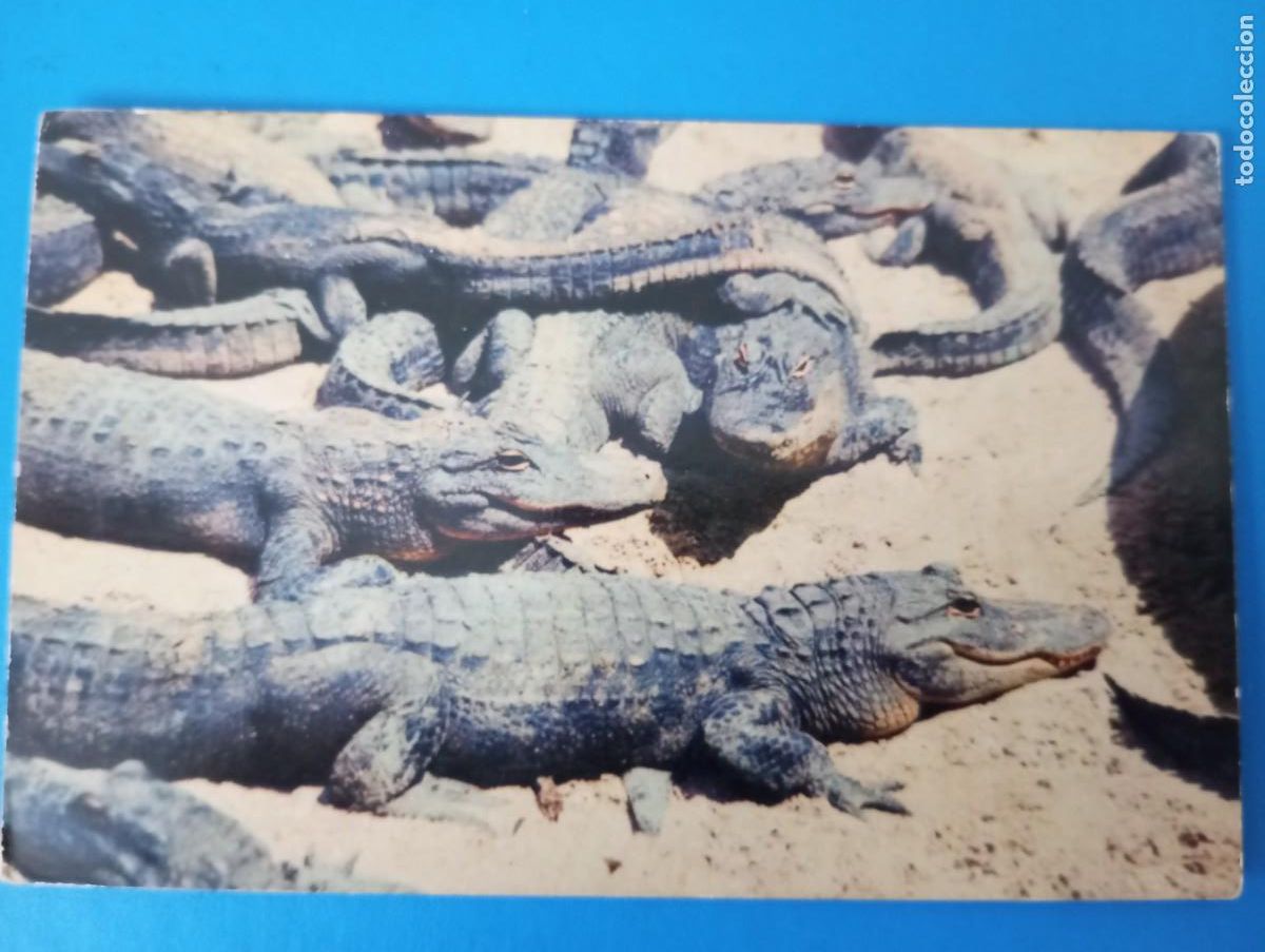 Cartes Postales: POSTAL DE SUD&Aacute;FRICA, COCODRILOS