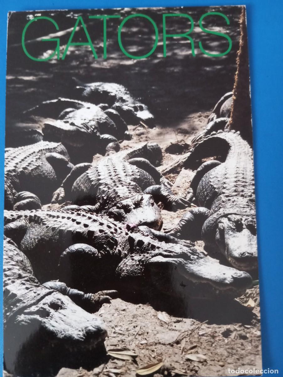 Postales: POSTAL DE EEUU, COCODRILOS - Foto 1