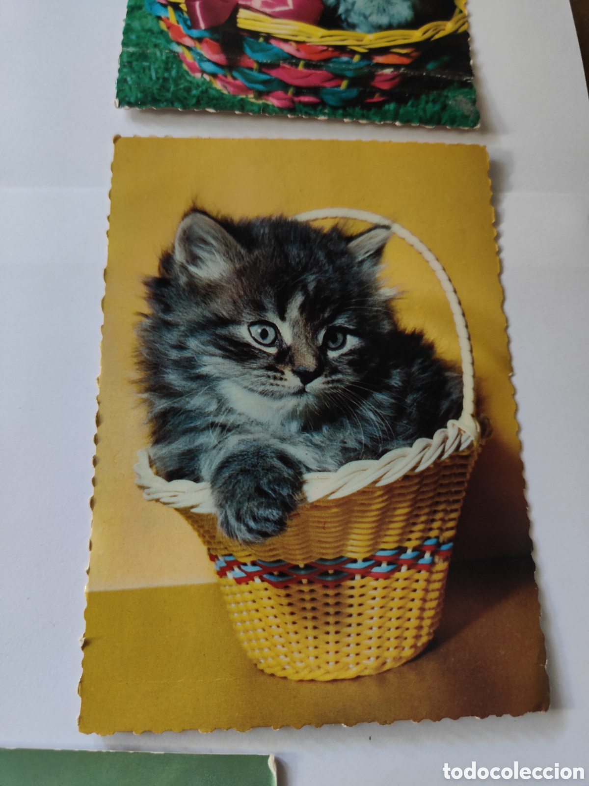 Postales: 5 POSTALES CON GATOS EN COLOR - Foto 3