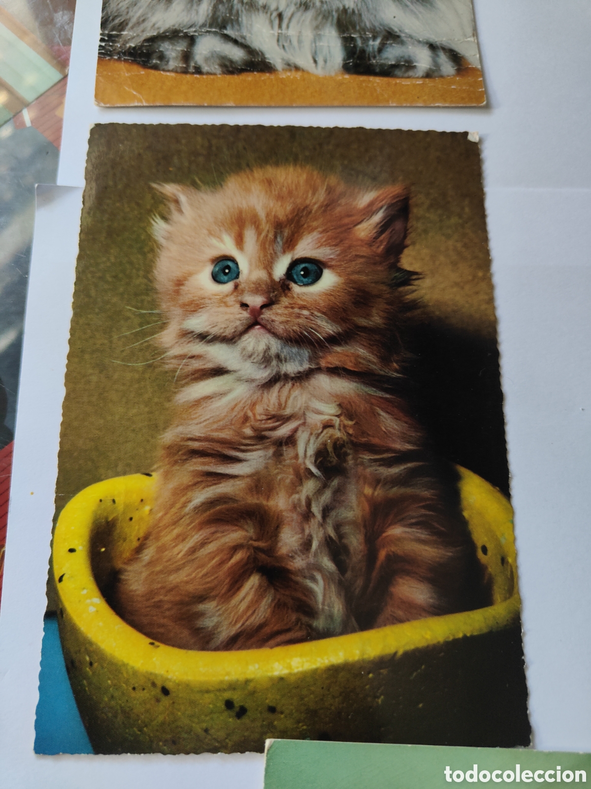 Postales: 5 POSTALES CON GATOS EN COLOR - Foto 4