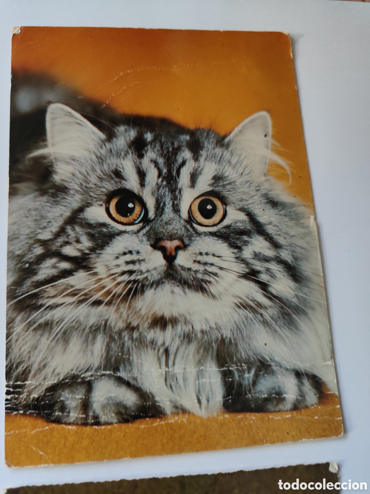 Postales: 5 POSTALES CON GATOS EN COLOR - Foto 5