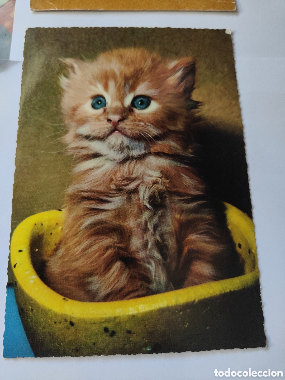 Postales: 5 POSTALES CON GATOS EN COLOR - Foto 6