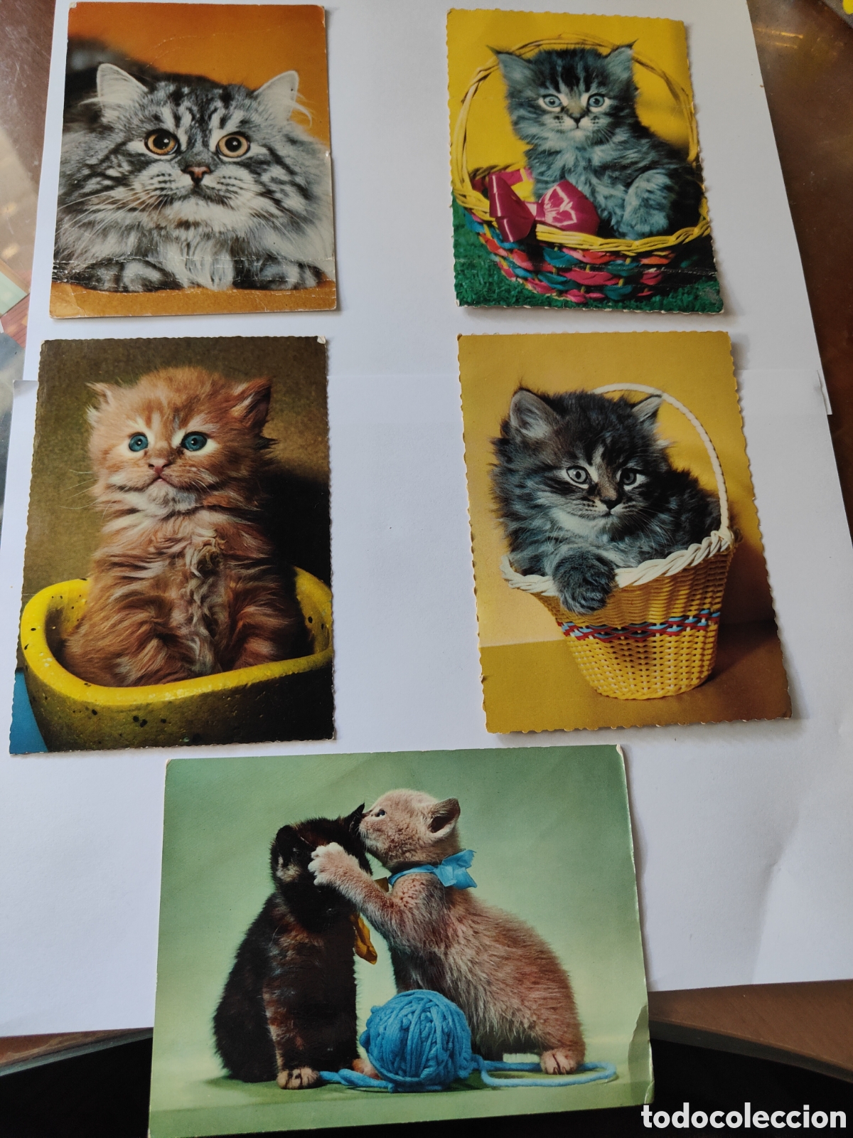 Postales: 5 POSTALES CON GATOS EN COLOR - Foto 1