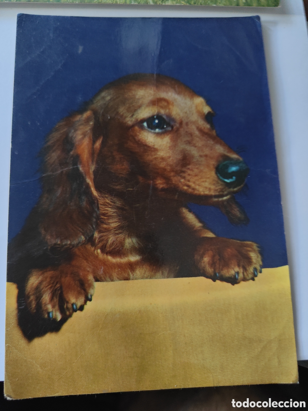 Postales: 6 POSTALES DE ANIMALES EN COLOR - Foto 2