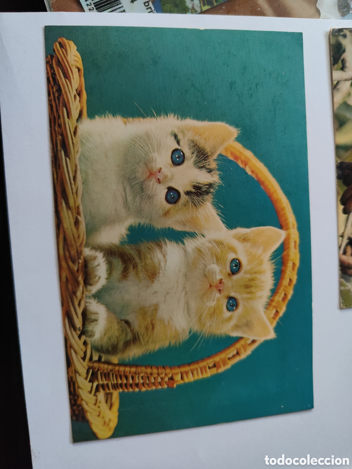Postales: 6 POSTALES DE ANIMALES EN COLOR - Foto 3