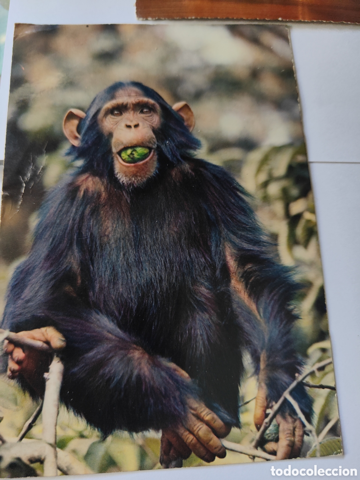Postales: 6 POSTALES DE ANIMALES EN COLOR - Foto 4