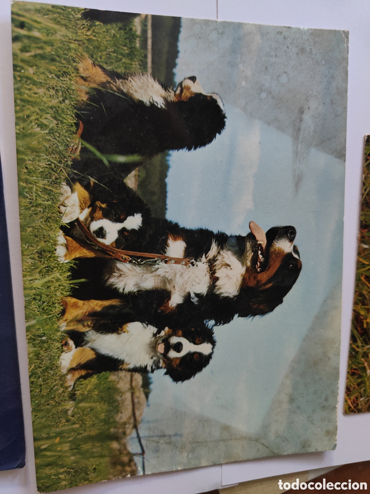Postales: 6 POSTALES DE ANIMALES EN COLOR - Foto 5