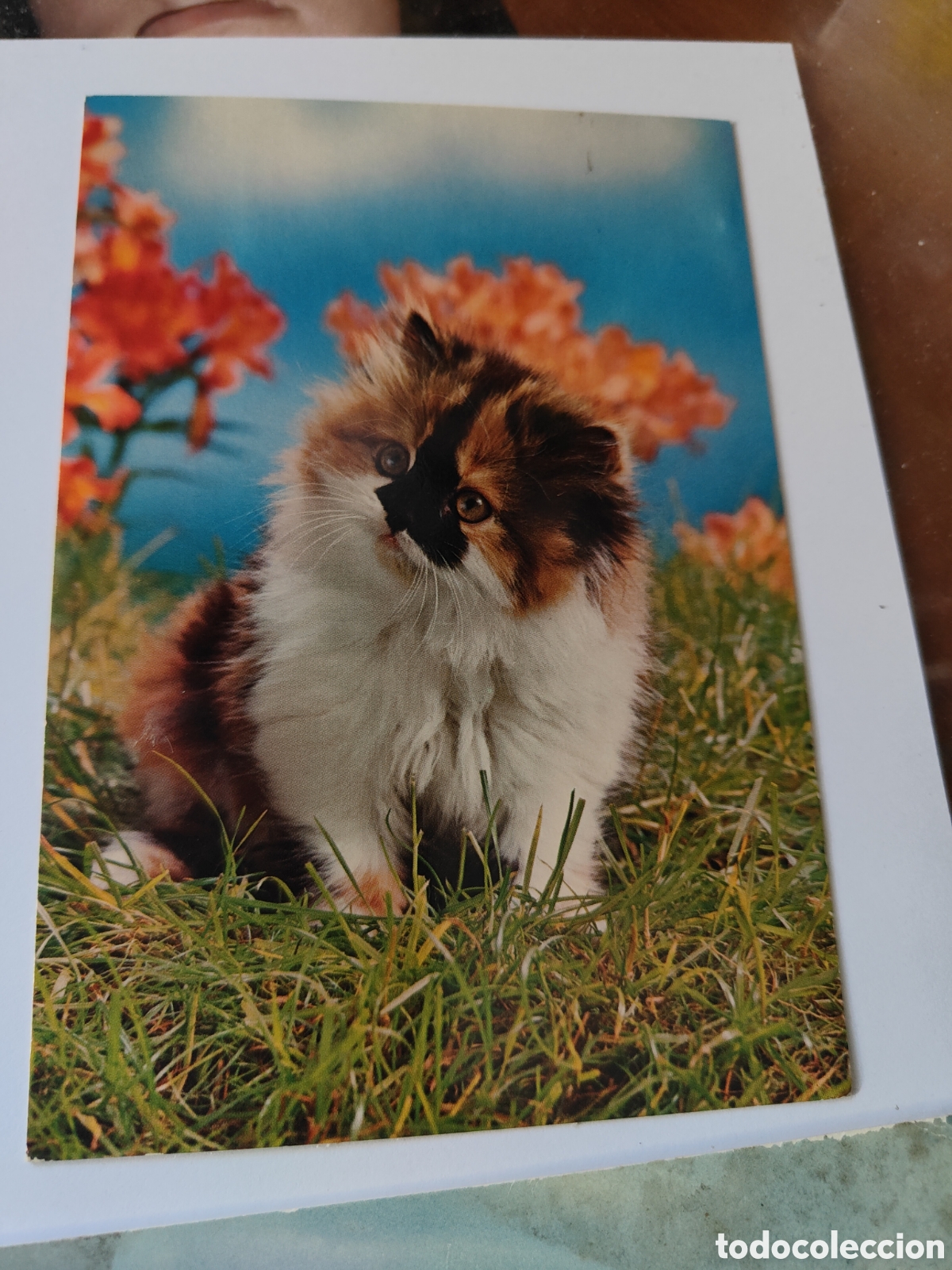 Postales: 6 POSTALES DE ANIMALES EN COLOR - Foto 6