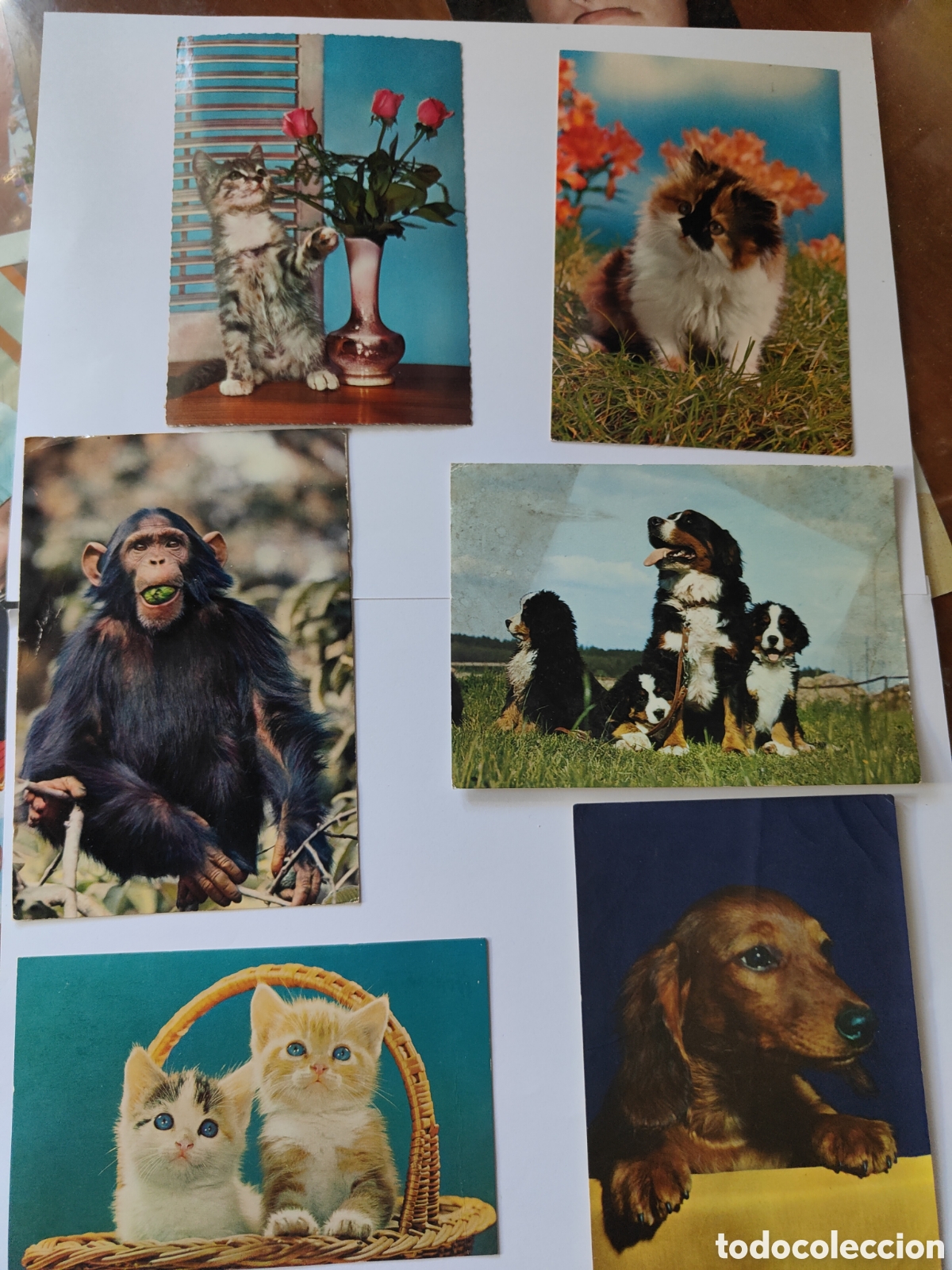 Postales: 6 POSTALES DE ANIMALES EN COLOR - Foto 1