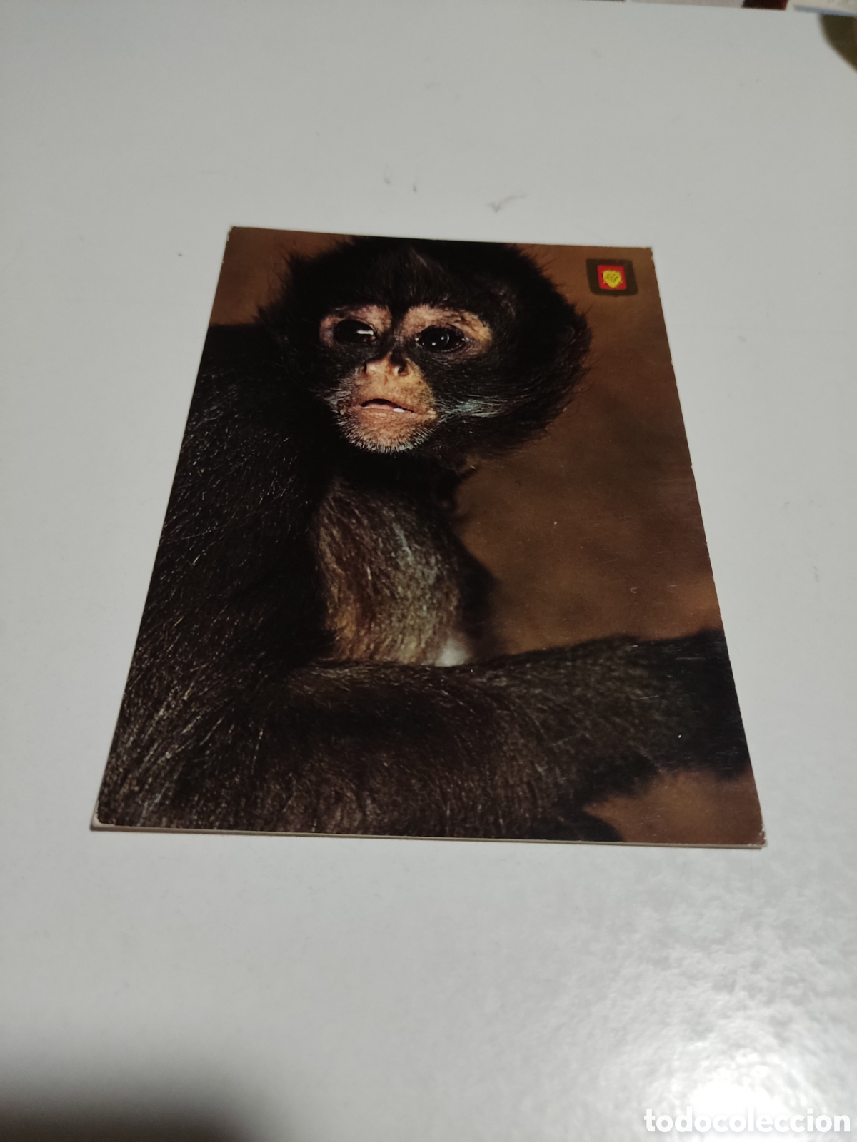Cartes Postales: Postal animales salvajes mono